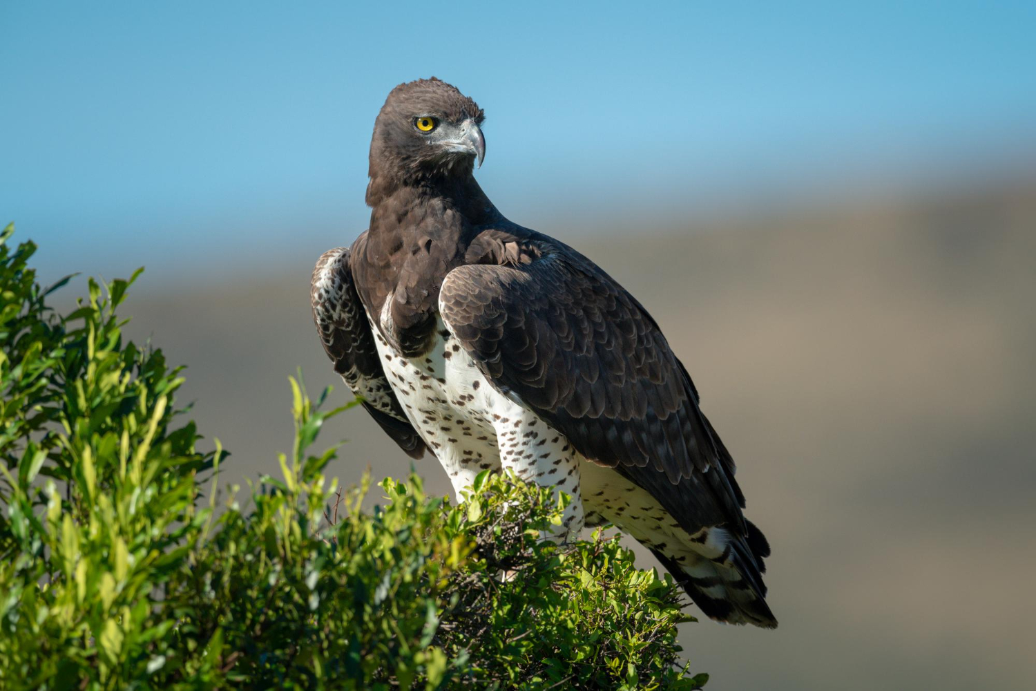 Martial Eagle