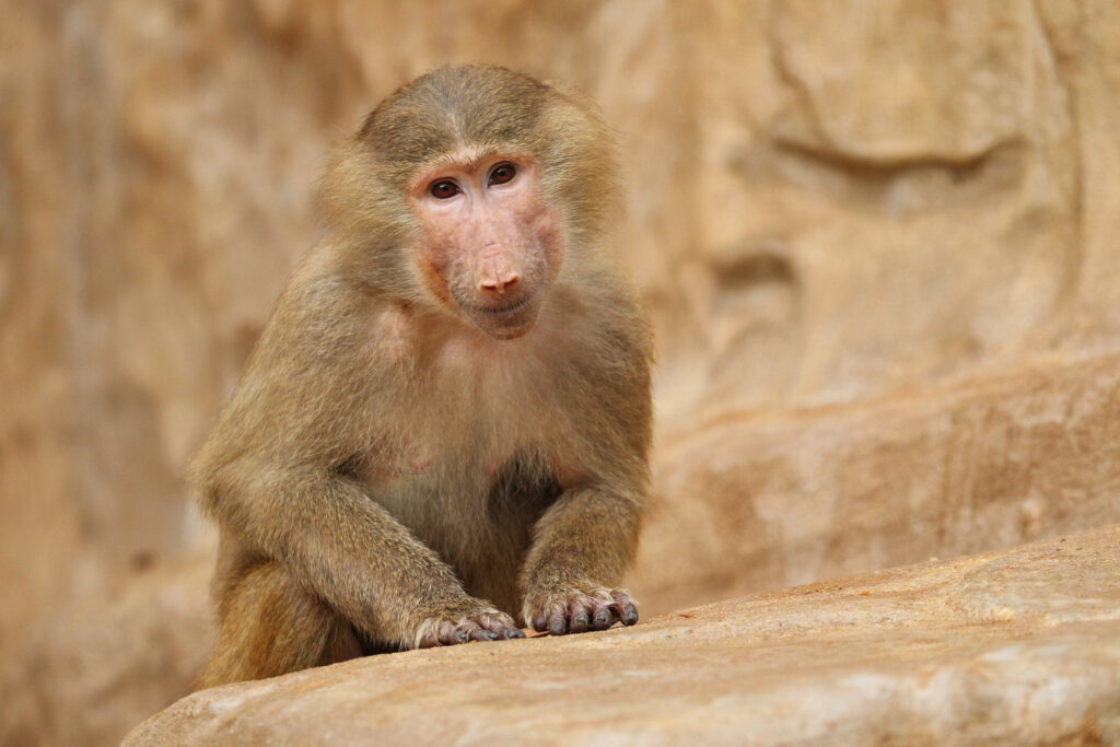 Proboscis Monkey
