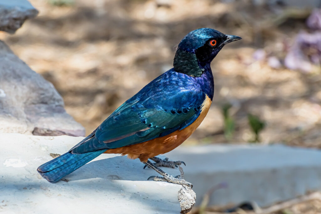 Hill Myna
