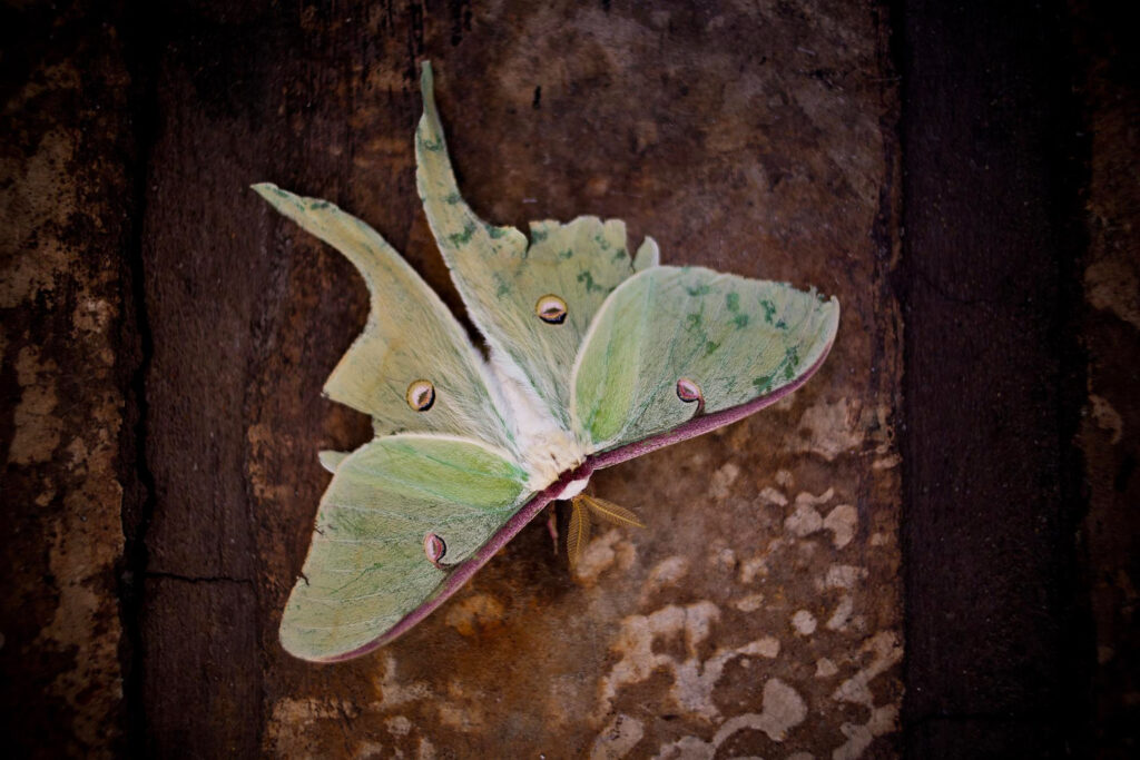 Luna Moth (Actias luna)
