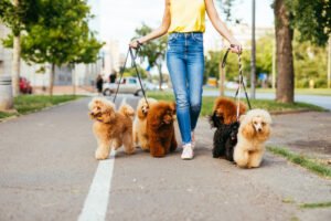 Dog Walking Tips
