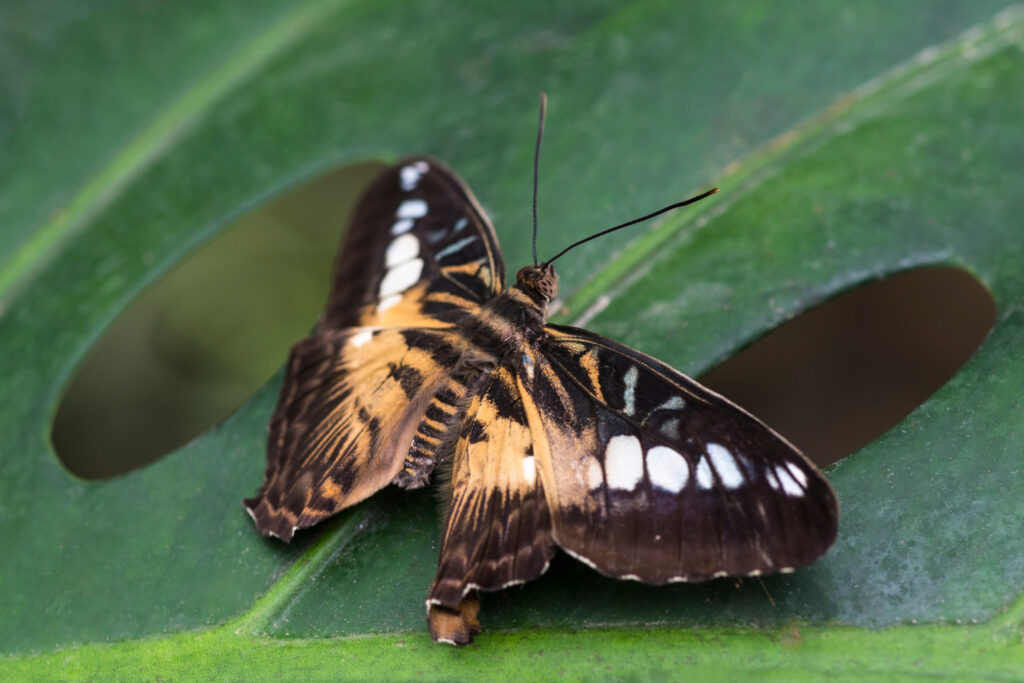 Death’s-head Hawkmoth (Acherontia atropos)