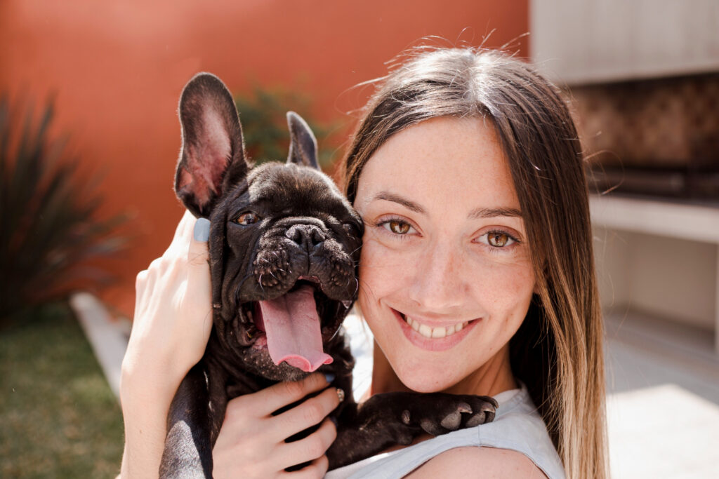 French Bulldog breed