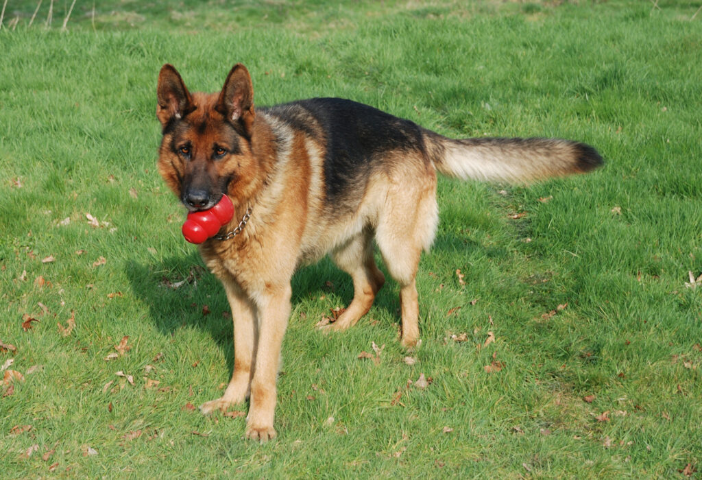 German Shepherd Dog Breed