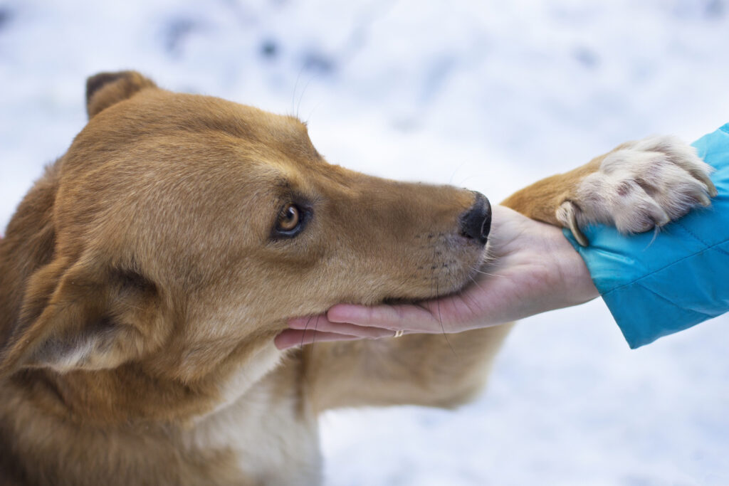 German Shepherd Health