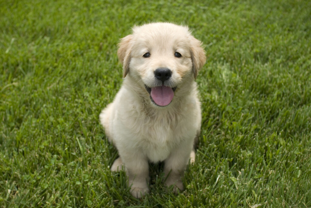 Golden Retriever dog breed