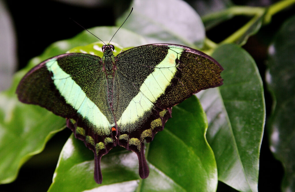 Green-banded Urania (Urania leilus)