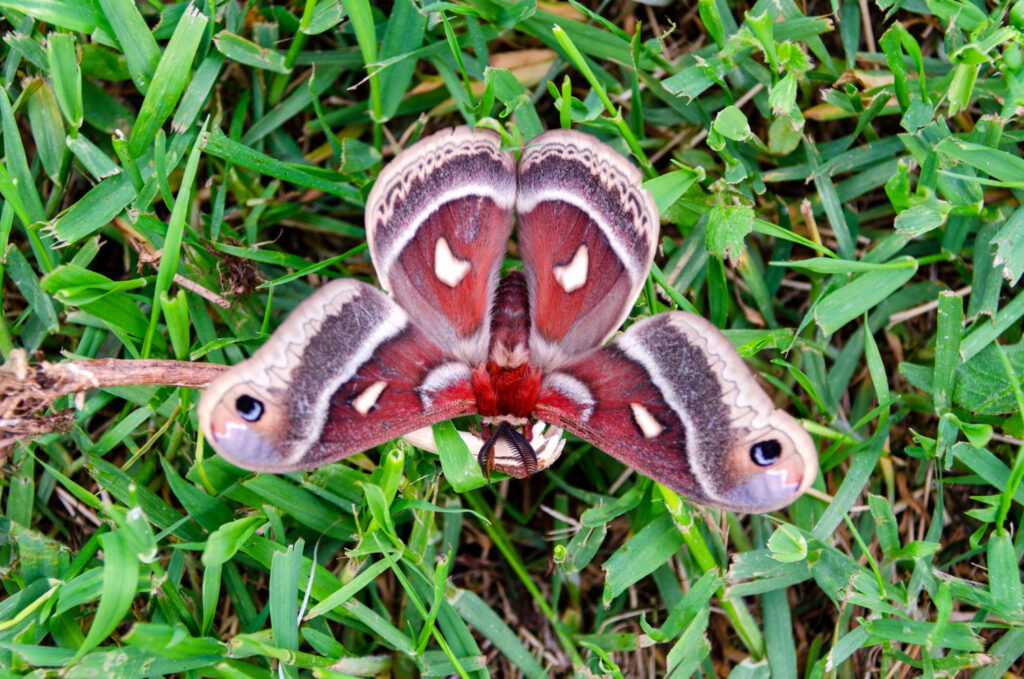 Io Moth (Automeris io)