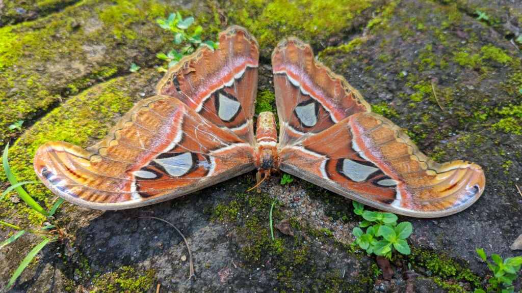 Hercules Moth (Coscinocera hercules)