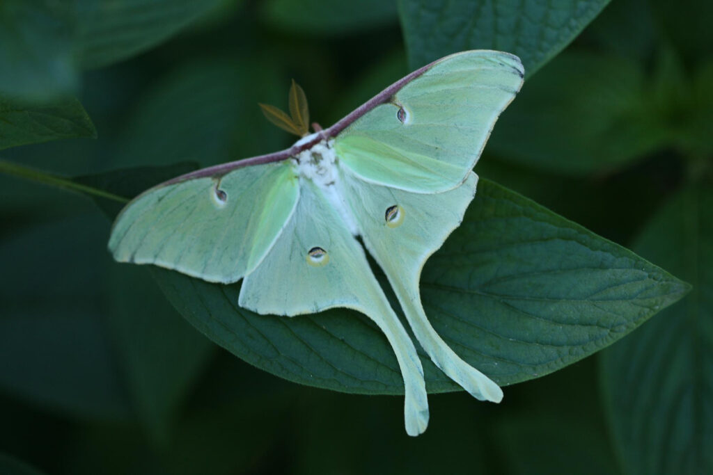 Madagascan Moon Moth (Argema mittrei)