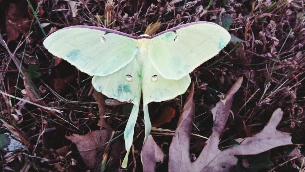 Comet Moth (Argema mittrei)
