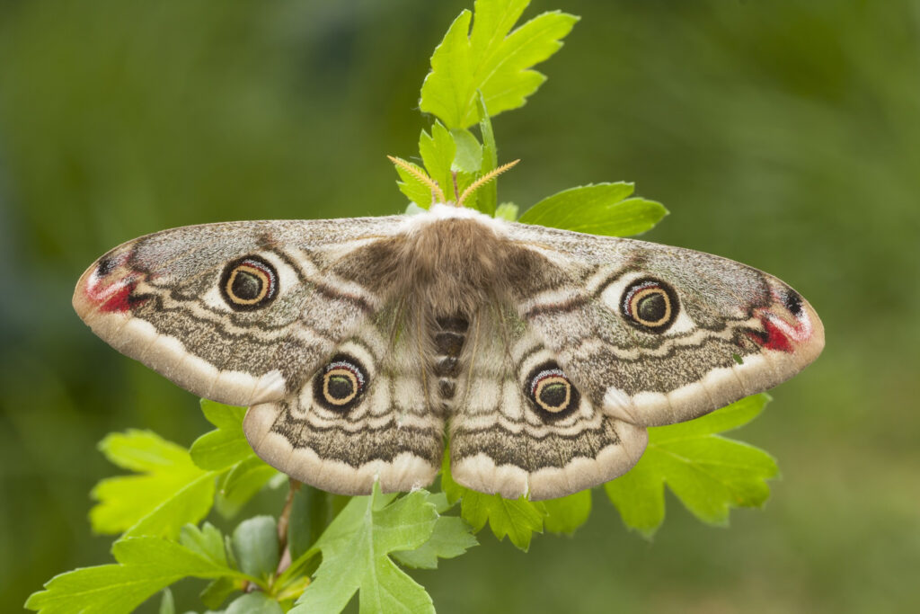 Emperor Moth (Saturnia pavonia)