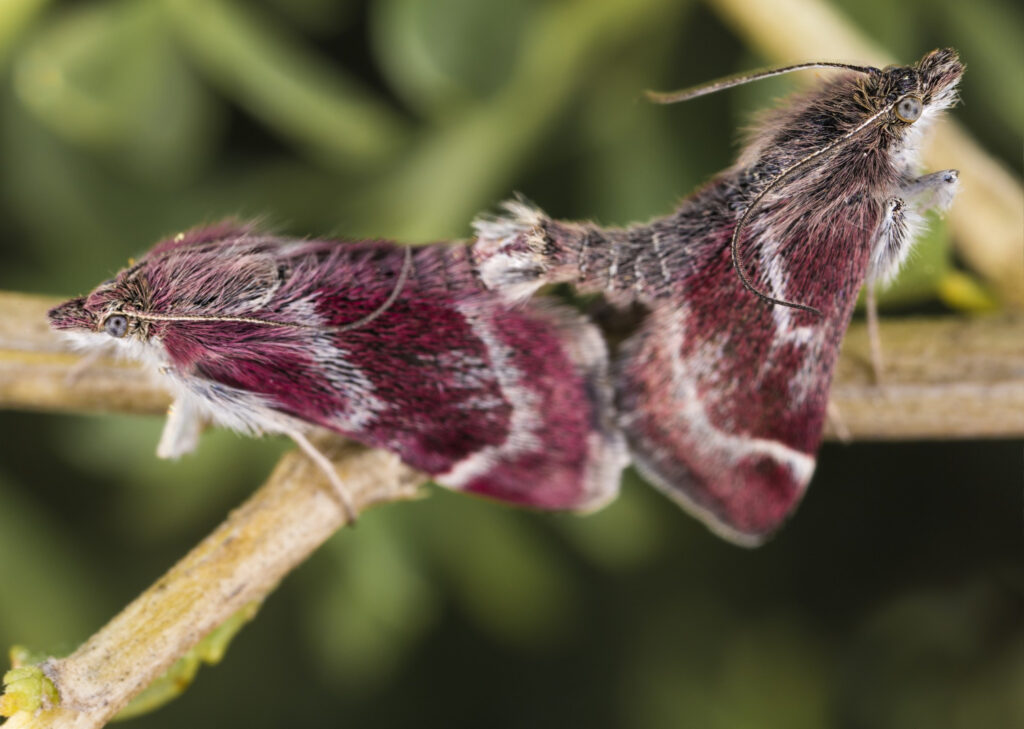 Rosy Maple Moth (Dryocampa rubicunda)