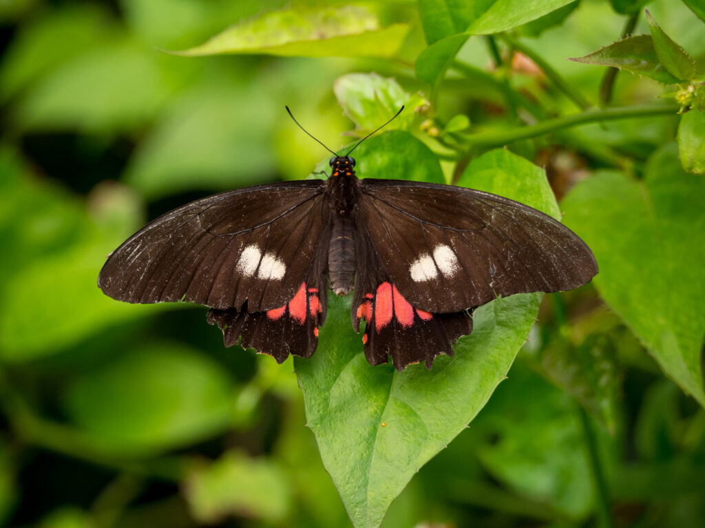 Oleander Hawk Moth (Daphnis nerii)