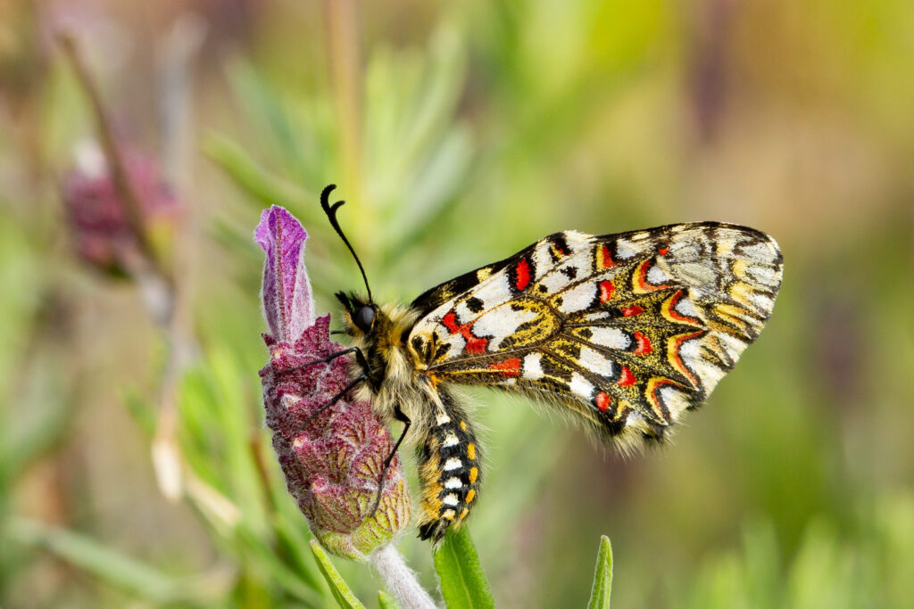Spanish Moon Moth (Graellsia isabellae)