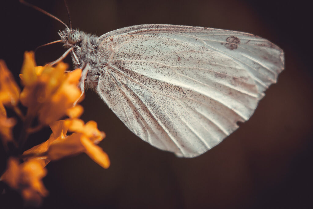 White Witch Moth (Thysania agrippina)