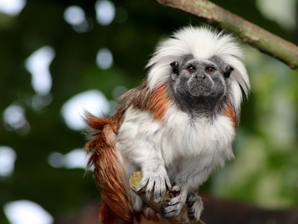 Primates