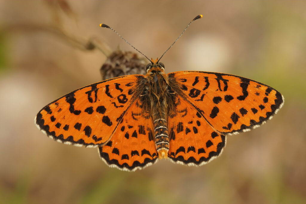 Garden Tiger Moth (Arctia caja)