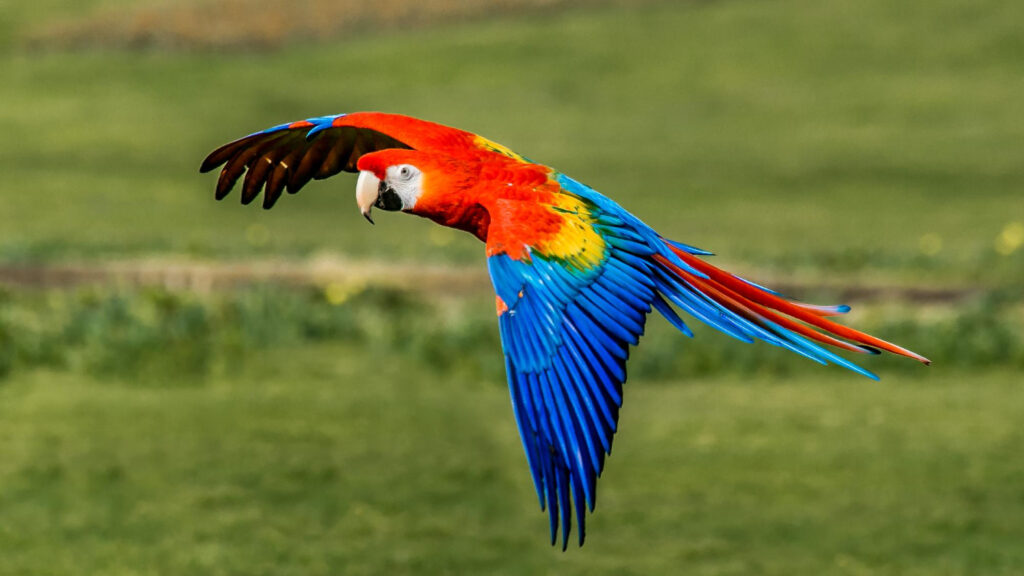 Macaw Breed