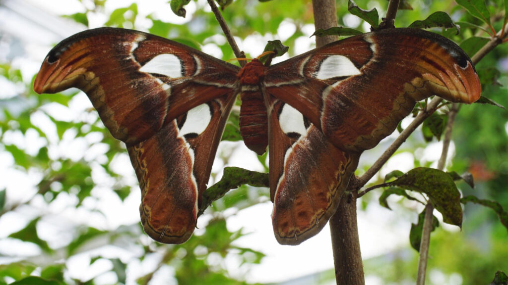 Cecropia Moth (Hyalophora cecropia)