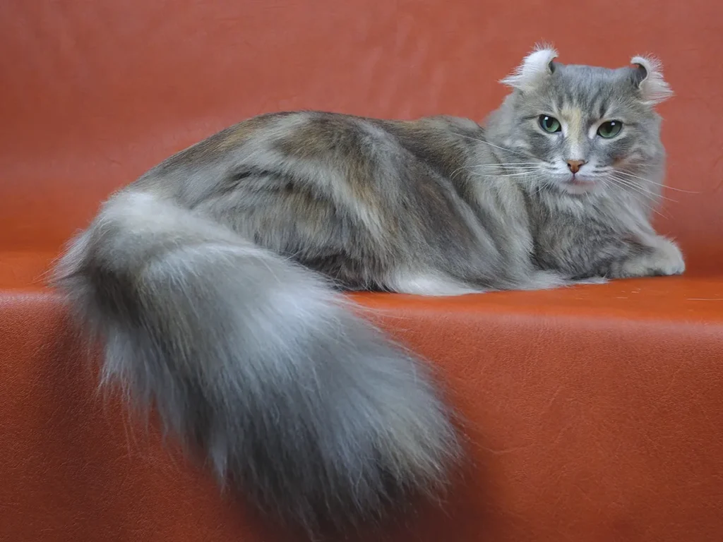 American Curl – The Curled-Ear Cat