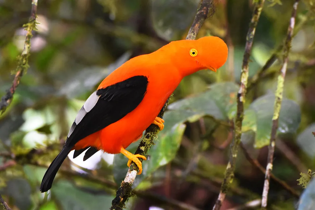 Andean Cock-of-the-Rock – The Neon Performer