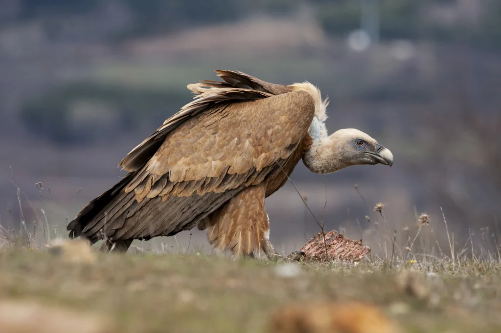 Bearded Vulture – The Bone Breaker