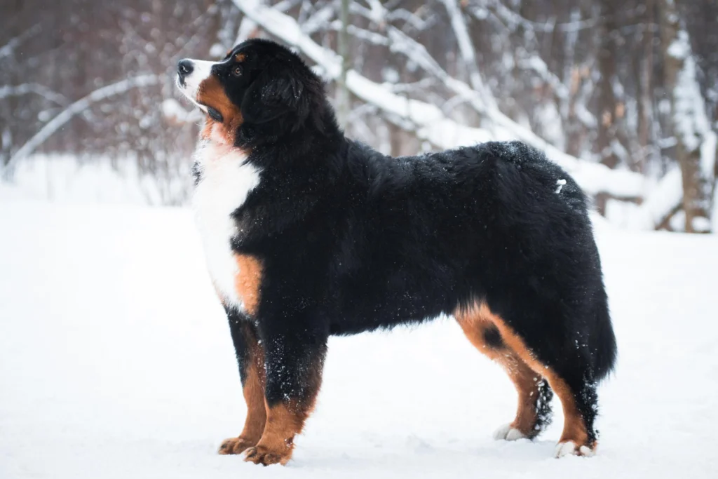 Bernese Mountain Dog