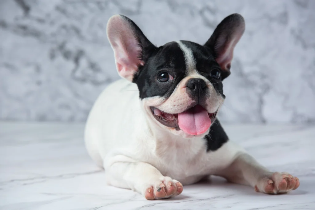 Boston Terrier