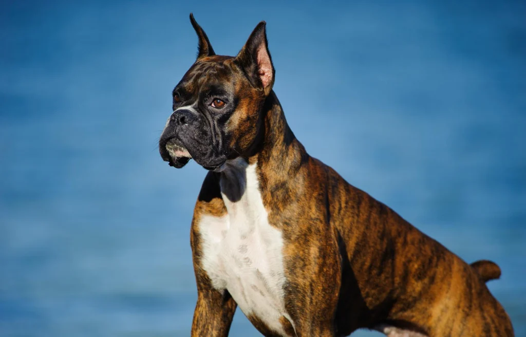 Boxer Breed