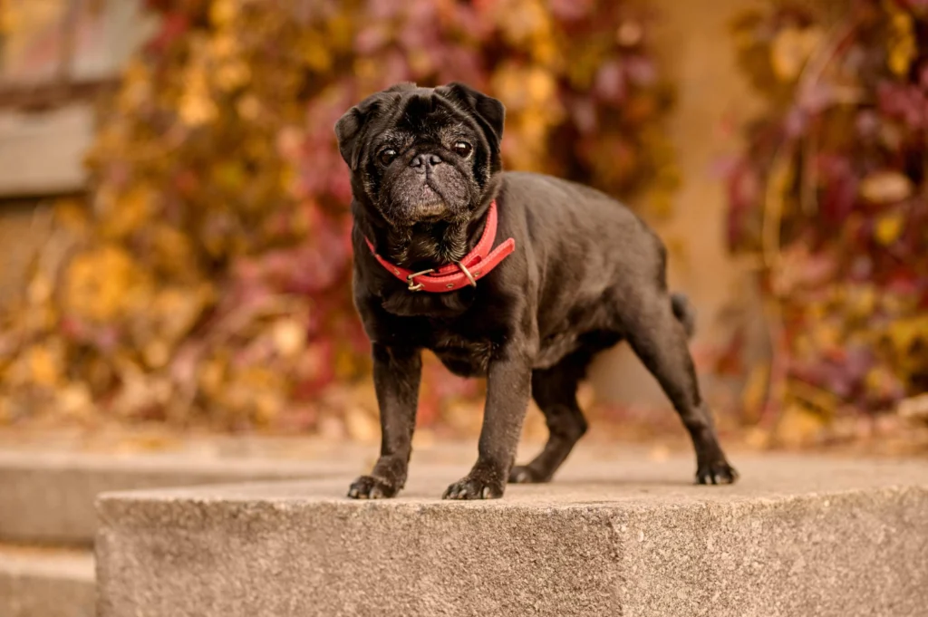 Bulldog