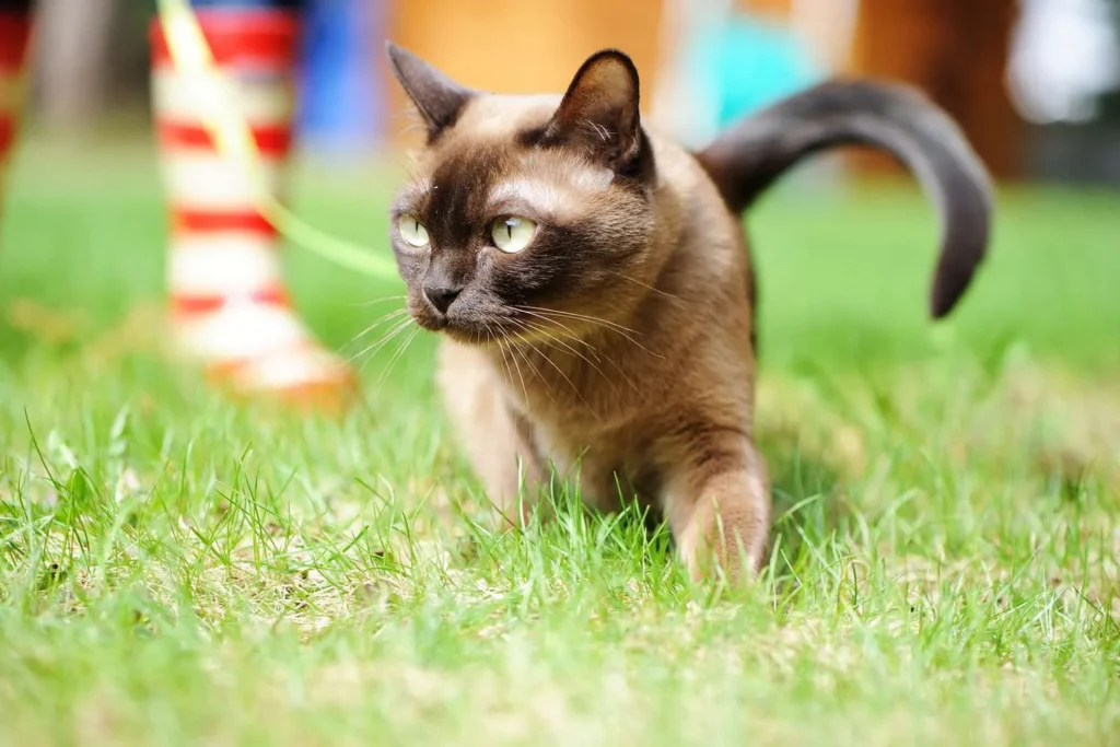 Burmese – The Compact Companion