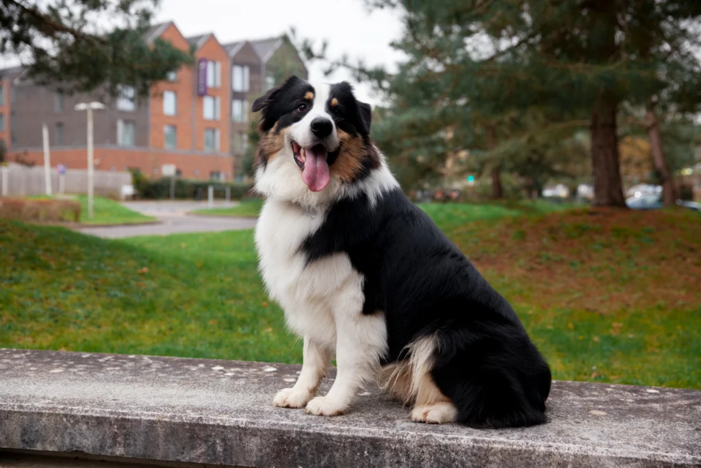 Collie Breed