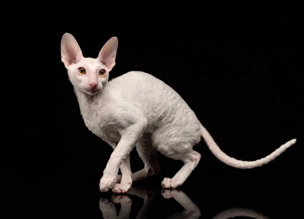 Cornish Rex – The Soft-Coated Beauty