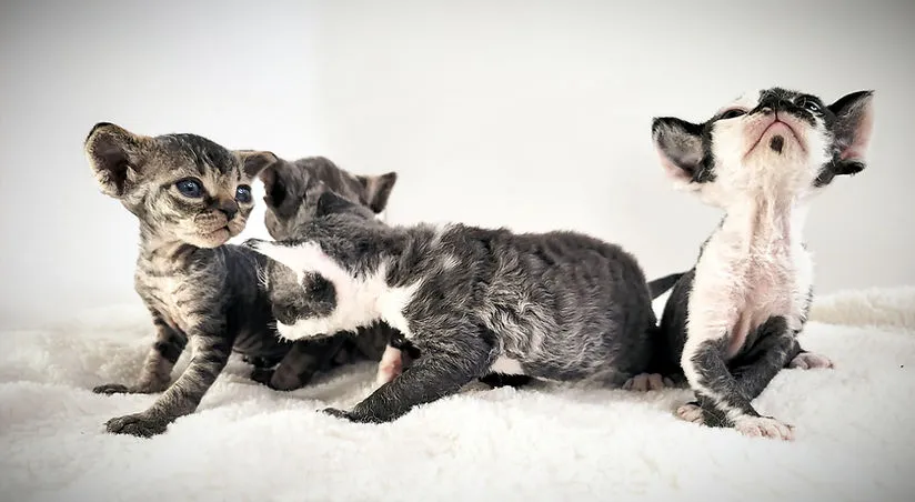 Devon Rex – The Elf-Like Cat
