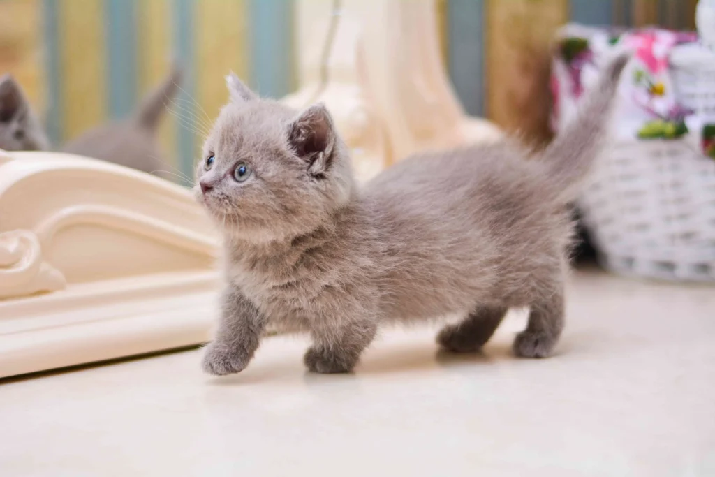Dwarf Cats – The Miniature Marvels