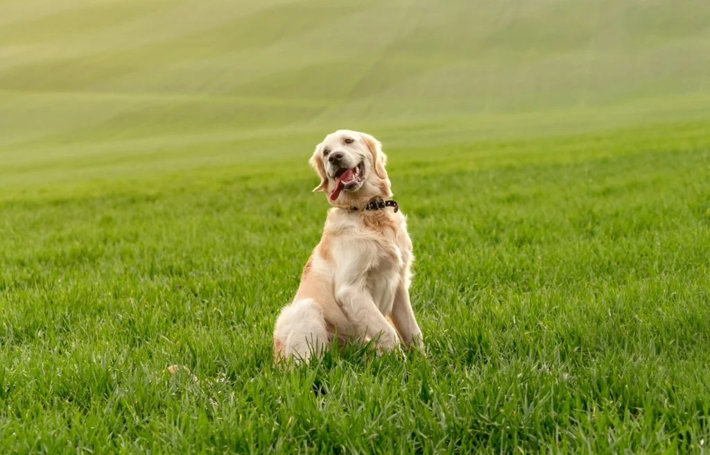 Golden Retriever