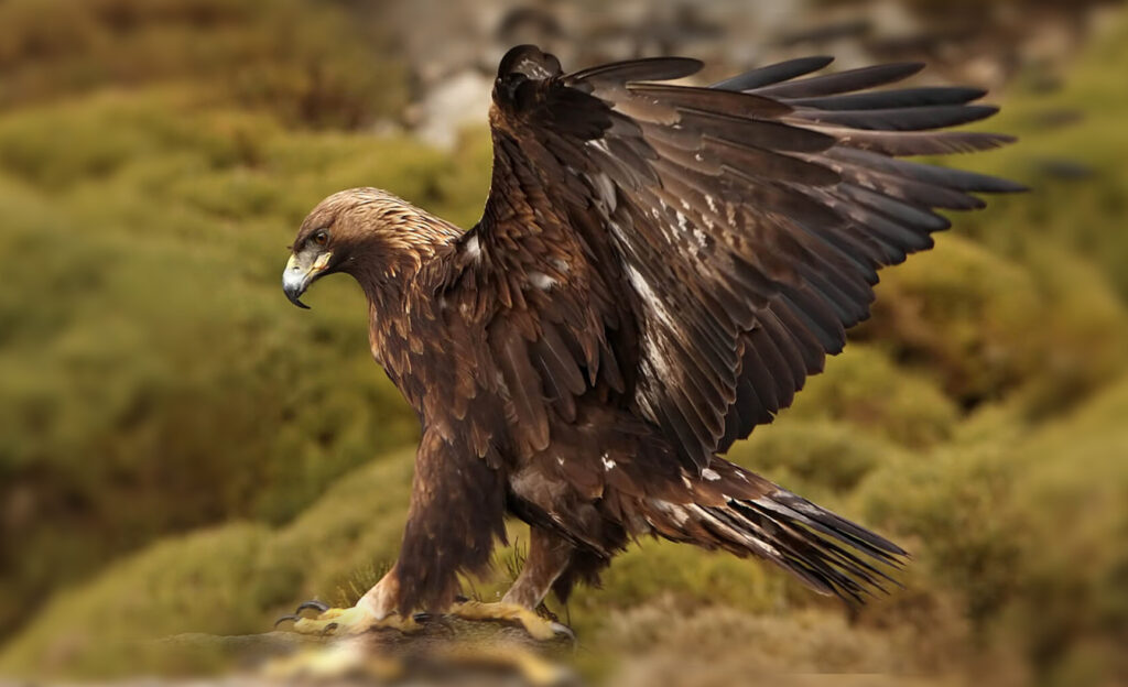 Golden Eagle