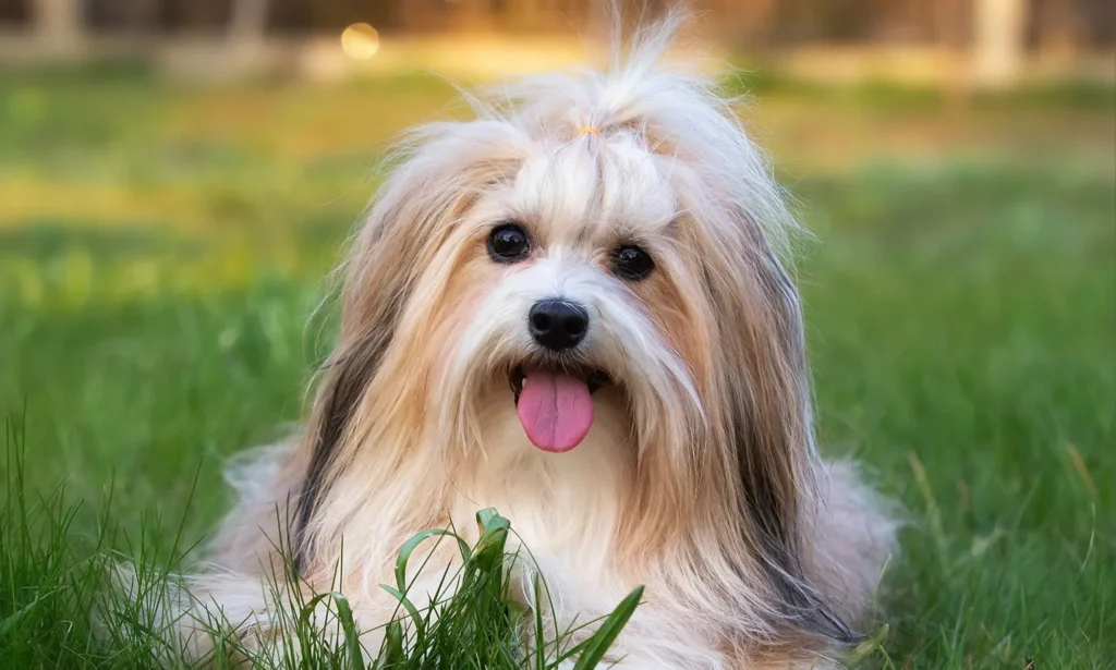Havanese Breed
