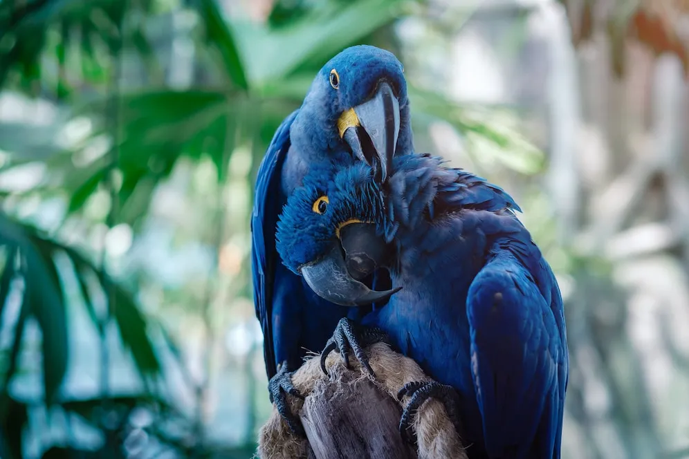 Hyacinth Macaw – The Gentle Giant