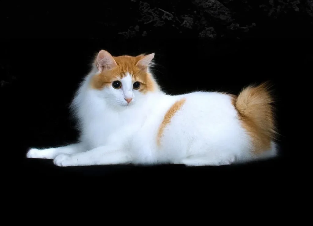 Japanese Bobtail – The Lucky Cat