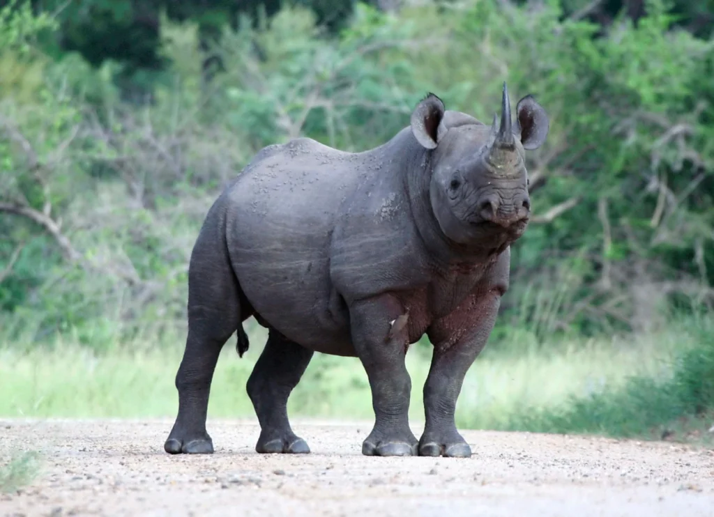Javan Rhinoceros