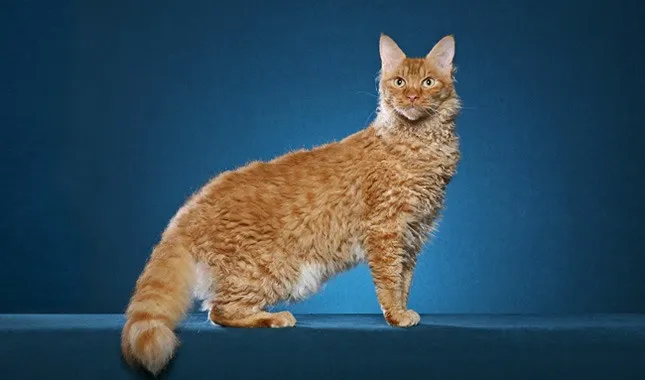 LaPerm – The Soft and Wavy-Coated Cat