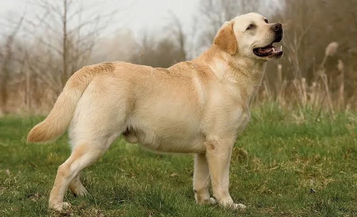 Labrador Retriever