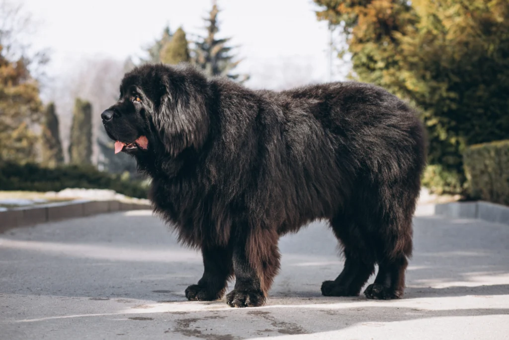 Newfoundland