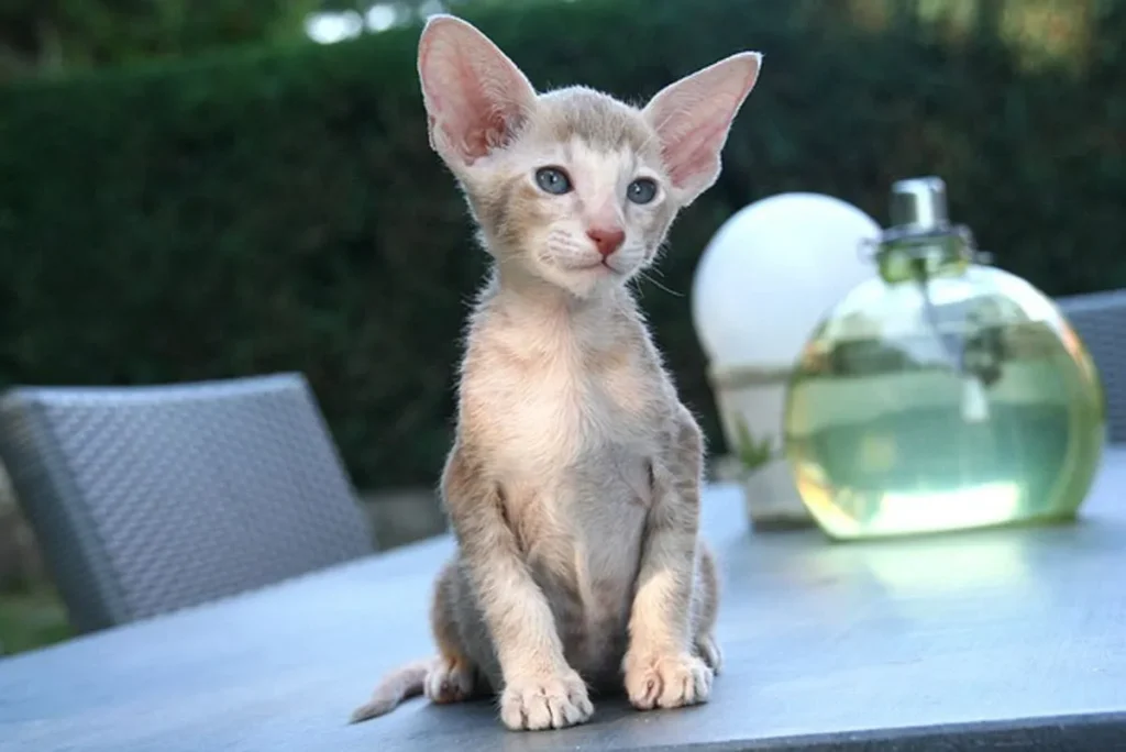 Oriental Shorthair – The Talkative Beauty