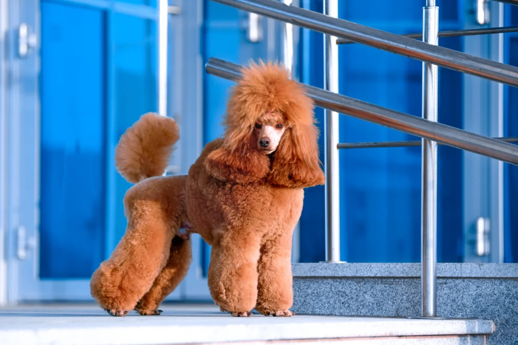 Poodle (Standard, Miniature, Toy)