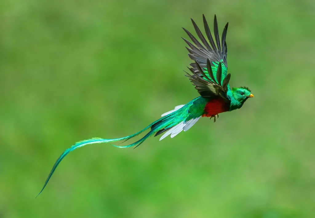 Resplendent Quetzal – The Feathered Jewel