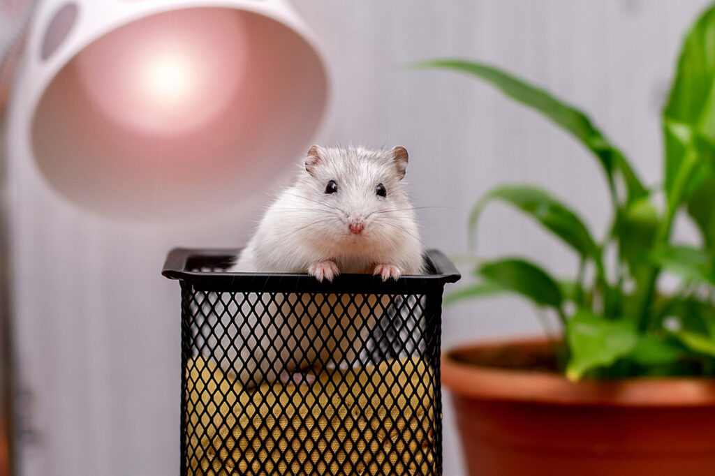 Russian Dwarf Hamster