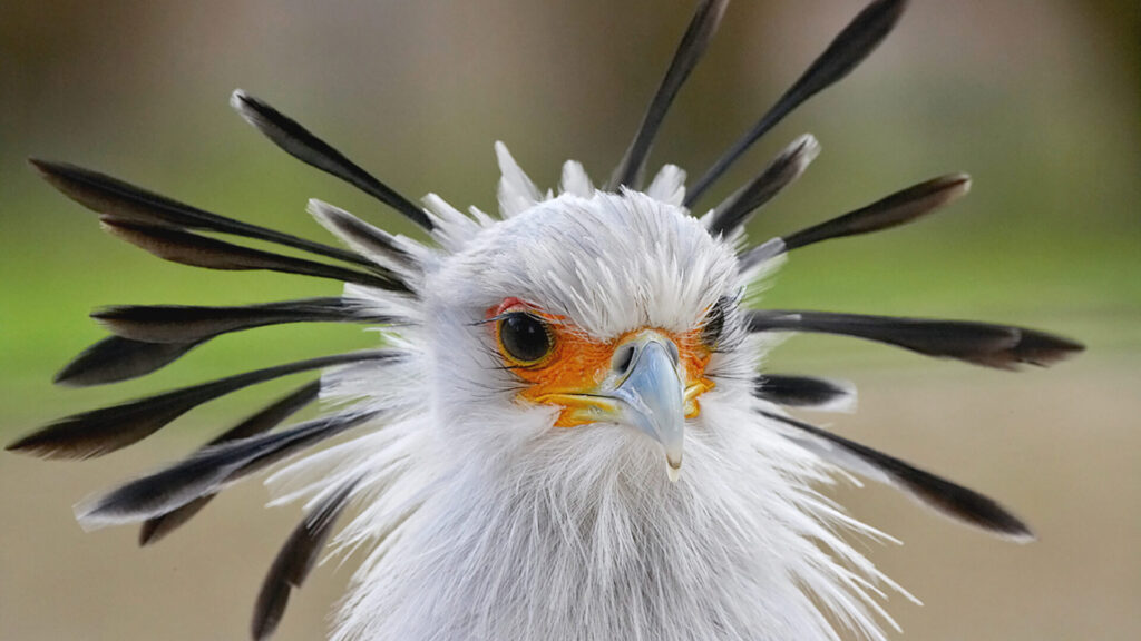 Secretary Bird – The Snake Slayer